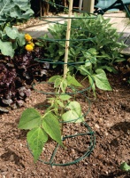 Multispiraal plantensteun